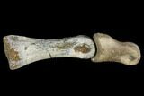 Two Theropod Foot Bones - Alberta (Disposition #-) #129811-1